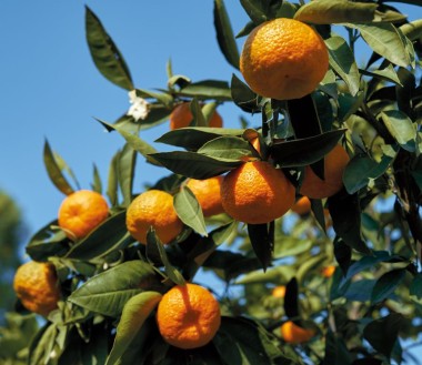 Mandarini Biologici Siciliani
