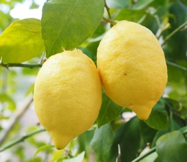 Limoni  Kg.10 Spedizione Gratis