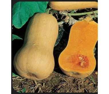 Zucca Butternut Biologica da circa 550g - 840g