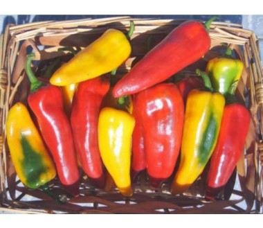 Peperone Cornetto Rosso e Giallo Bio Kg.2.5